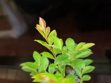 黑骨香(红芽)精品马眼,拖根双面看下山15年,去年重剪修成小品主要看