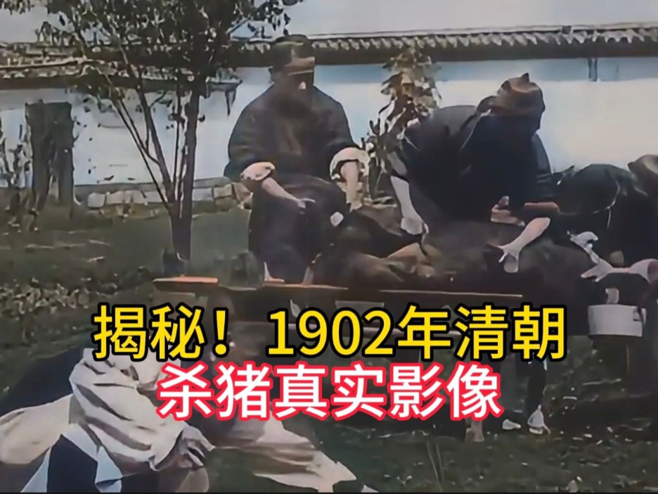 揭秘!1902年云南杀猪现场,看清朝土猪如何被宰!哔哩哔哩bilibili