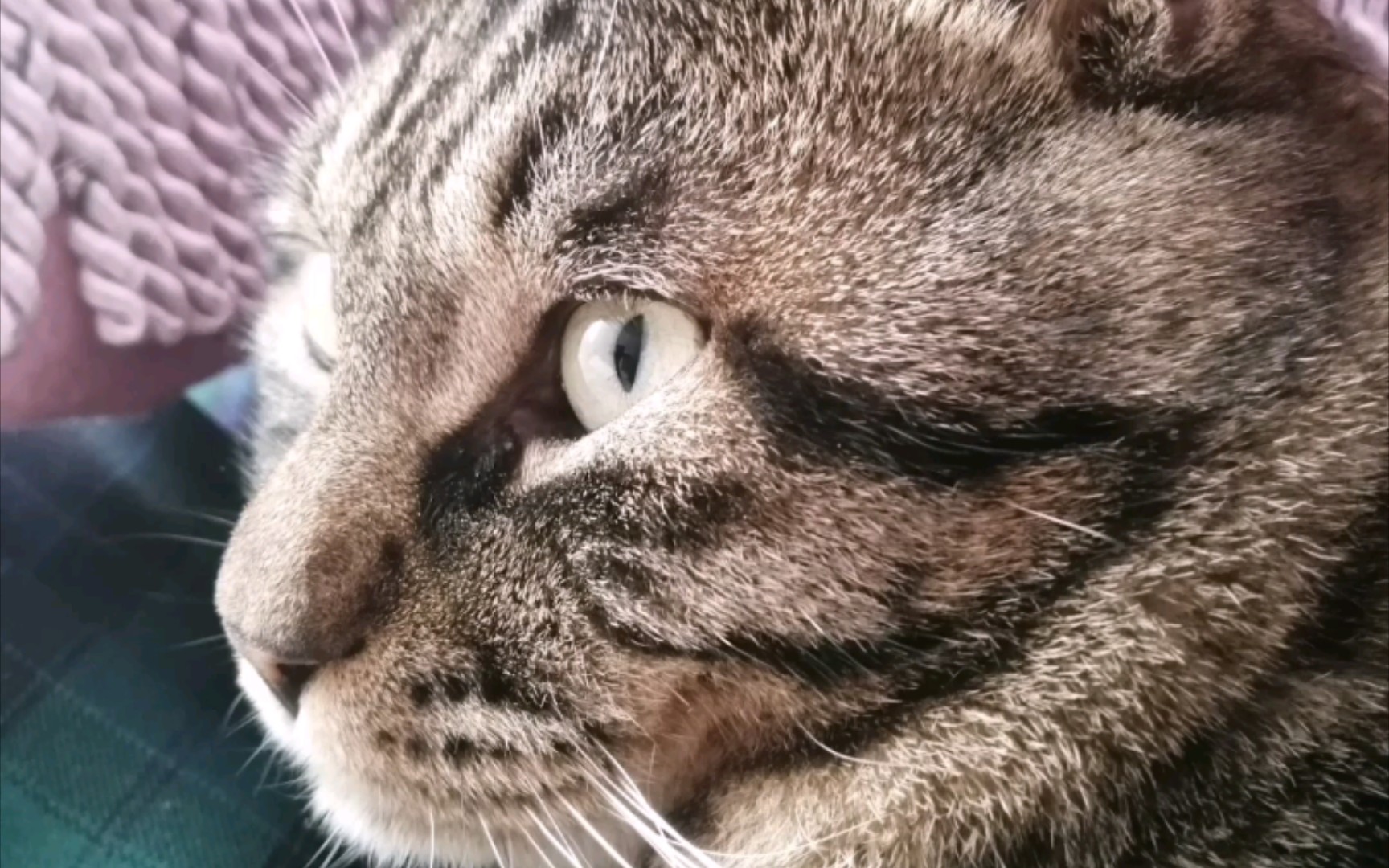 阳光下的猫咪竖瞳有多帅气_哔哩哔哩_bilibili