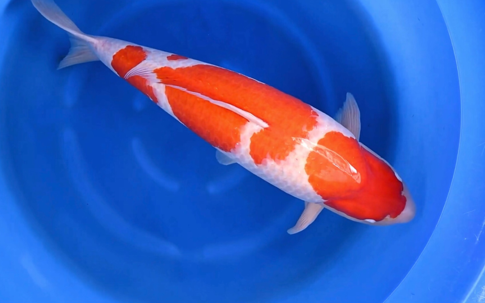 松江两条三段红白锦鲤,五岁八十加观赏鱼.