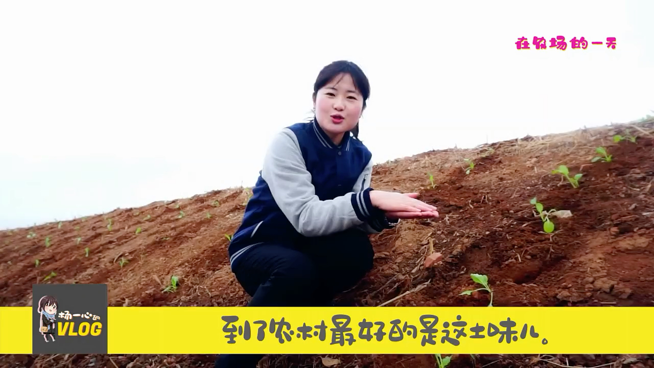 朝鲜杨一心农场朝鲜姑娘杨一心带您一起看看朝鲜的农场#朝鲜
