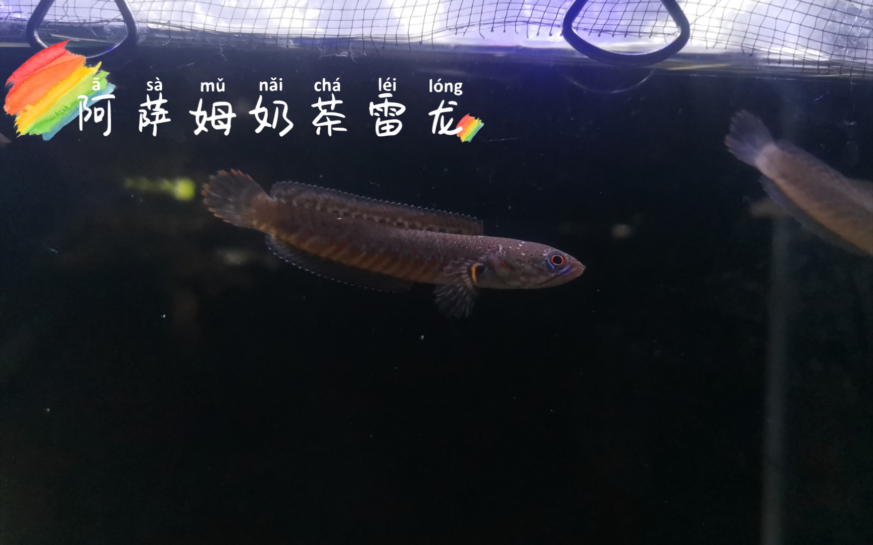 活动作品阿萨姆奶茶雷龙45块钱买了4条5公分的奶茶雷龙看到大漏忍不住
