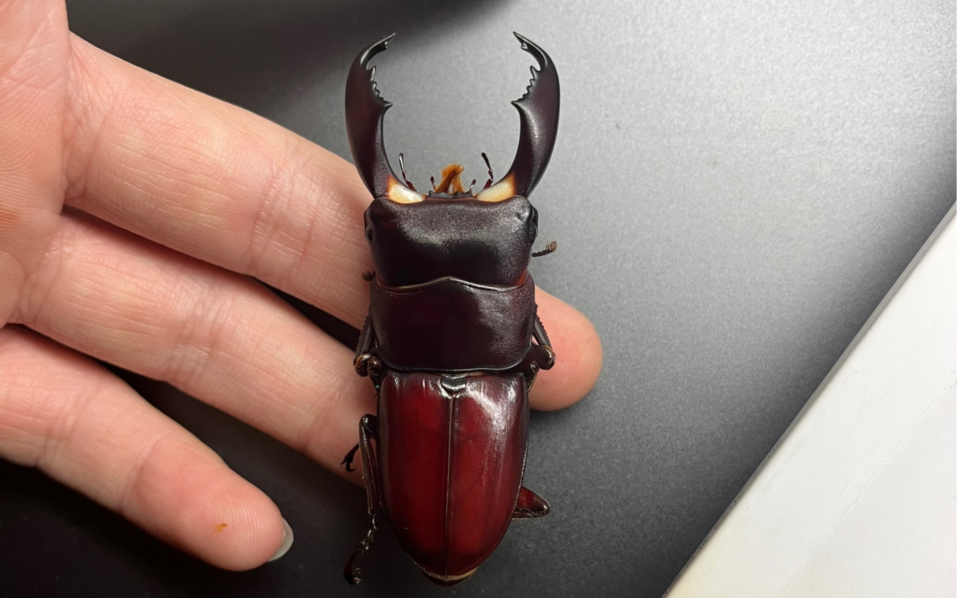 开苏拉威西巨扁产房