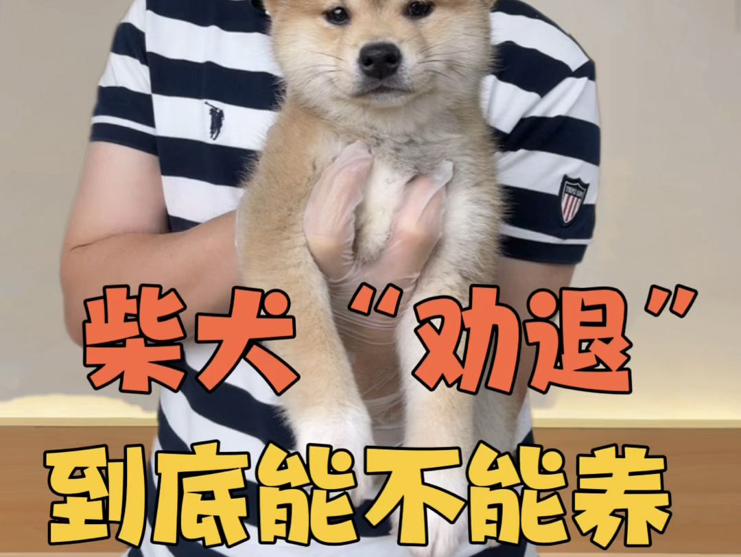 柴犬劝退!到底能不能养?哔哩哔哩bilibili