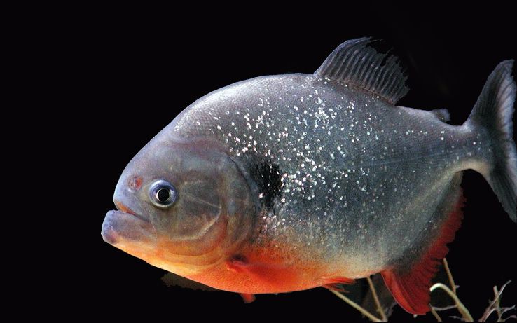 野生黑斑水虎几分钟把鸡剔成白骨︴