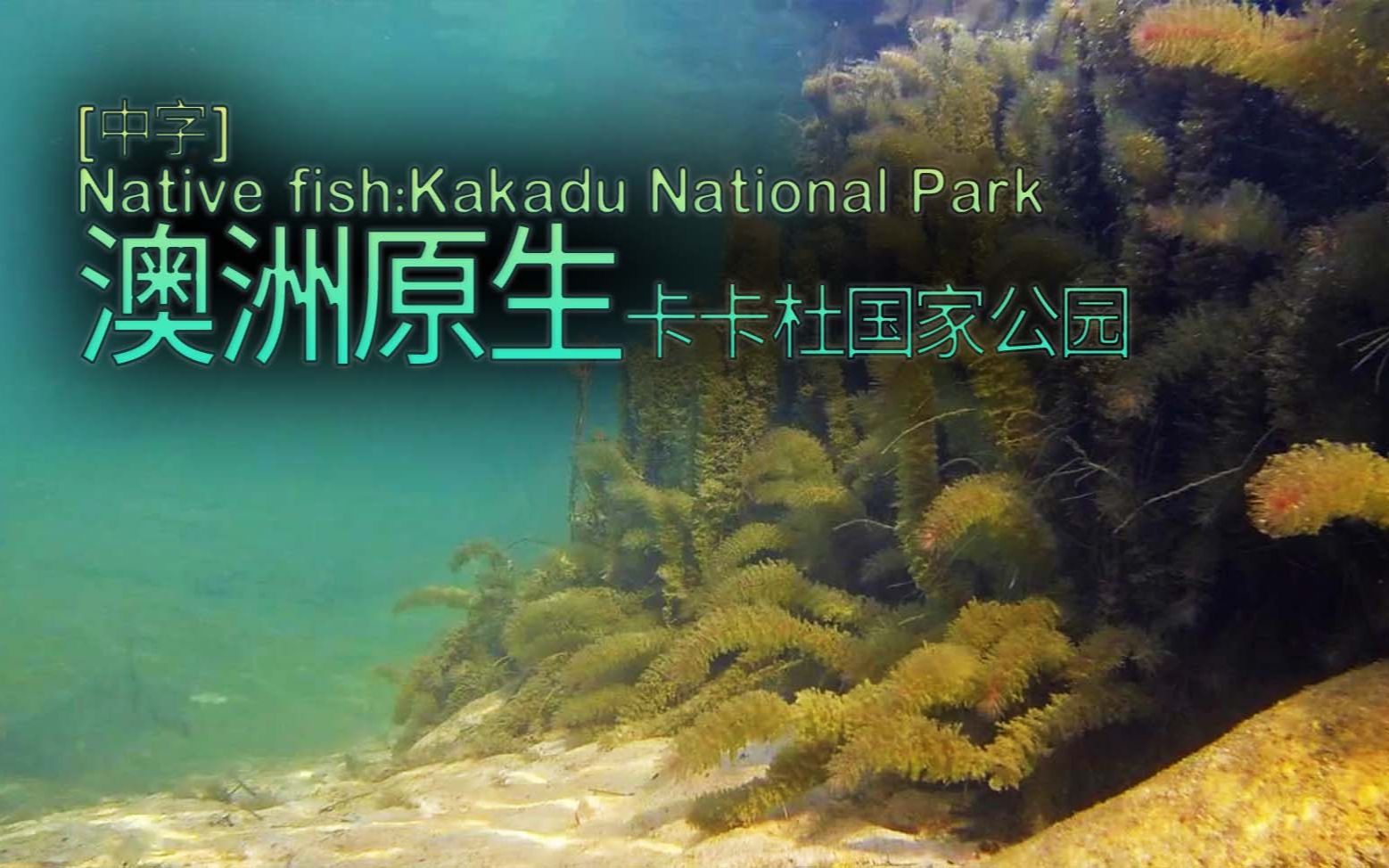 【澳洲原生】 卡卡杜国家公园(Kakadu National Park)中字哔哩哔哩bilibili