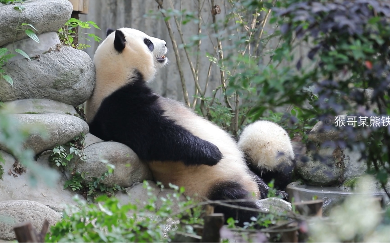 【大熊猫淼淼】210527基地月亮,不愧是母子,睡觉姿势一摸一样,2个视频