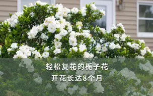 Download Video: 【海妈植物推荐】轻松复花的栀子花，开花长达8个月