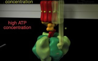 ATP合酶的分子结构细胞生物学动画哔哩哔哩bilibili