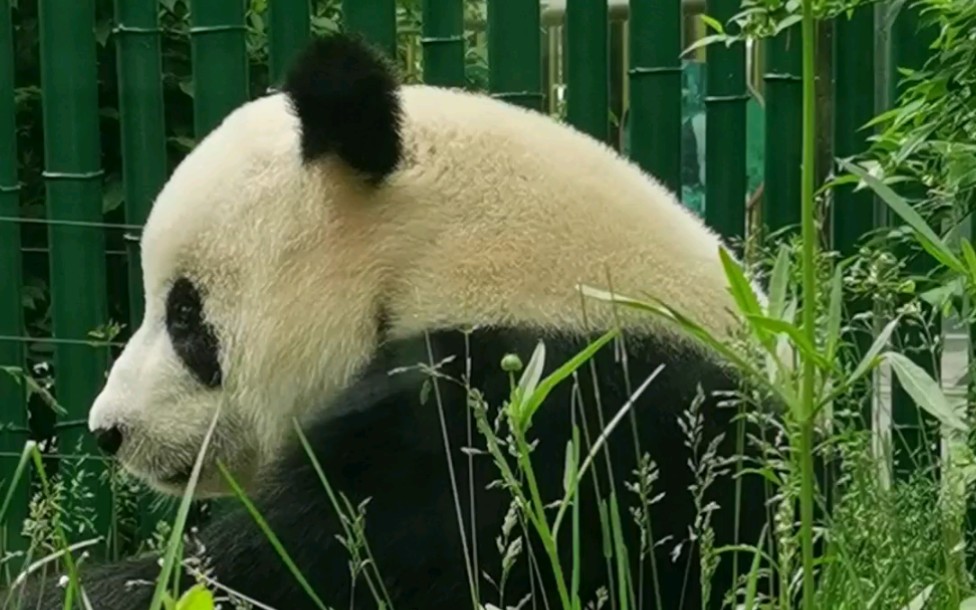 〔大熊猫〕522.飞云昨天这第二波营业太棒了,太爱了.因为网站后台原因弹幕和评论可能需要隔天刷视频才可以发布成功哔哩哔哩bilibili