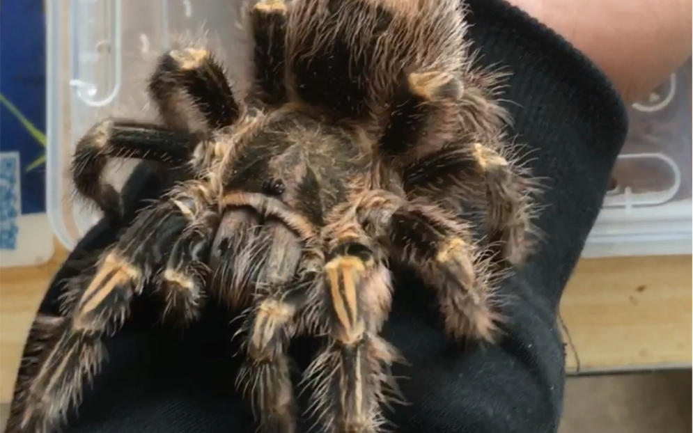 巴西巨人金直间,掌上玩物