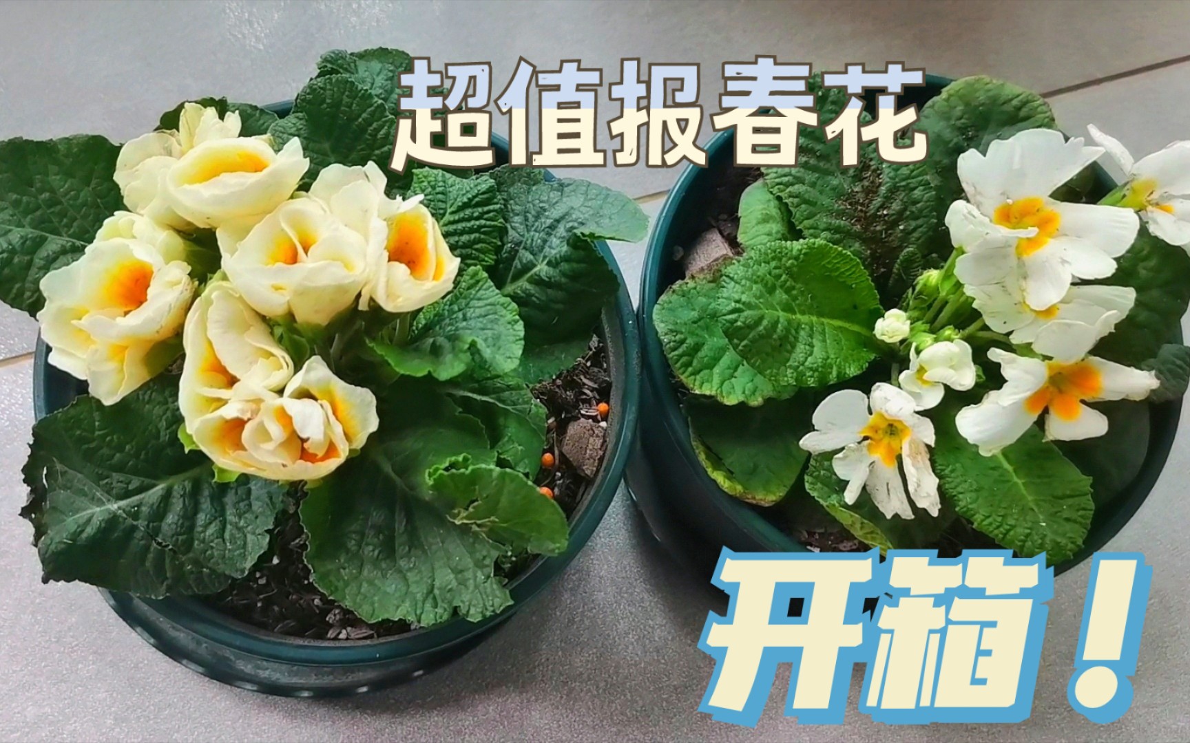 [图]［开箱］深山花奴家的报春花，这苗情和价格我又冲了……平均7块一盆