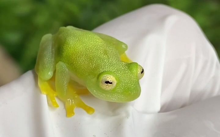 【爬宠】看穿青蛙(你可以看到它们的心跳)!玻璃蛙