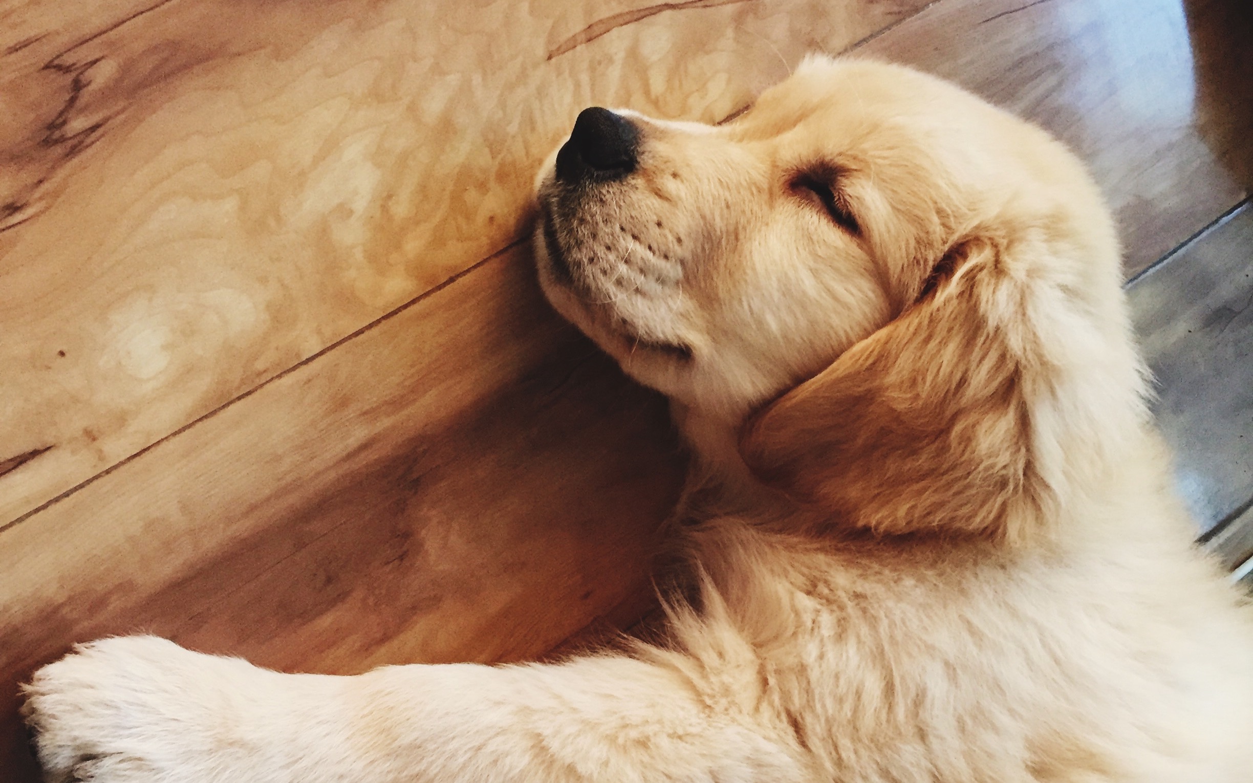 一脸忧愁的你原来是这样的汪!