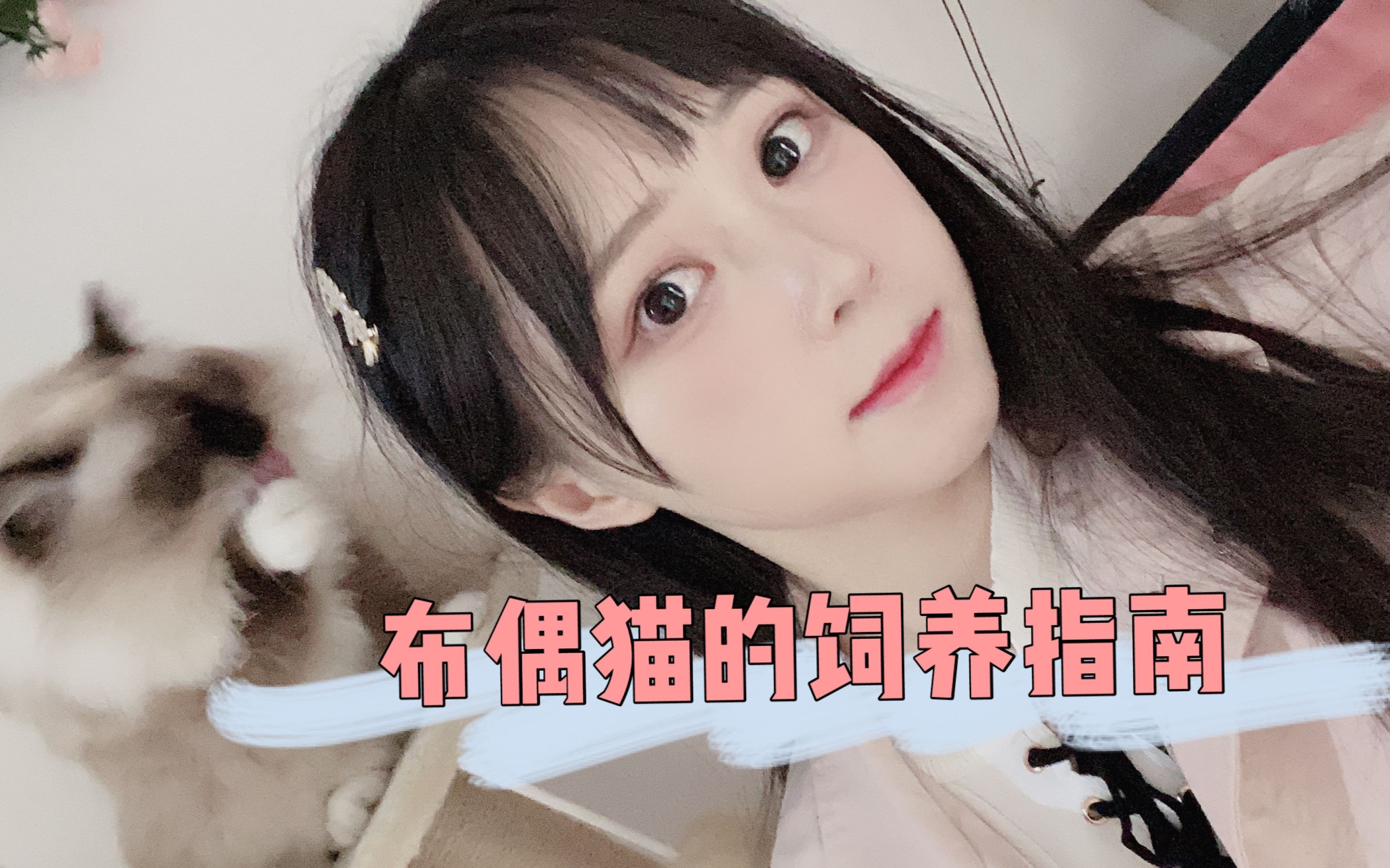 新手一定要知道的养猫知识!哔哩哔哩bilibili