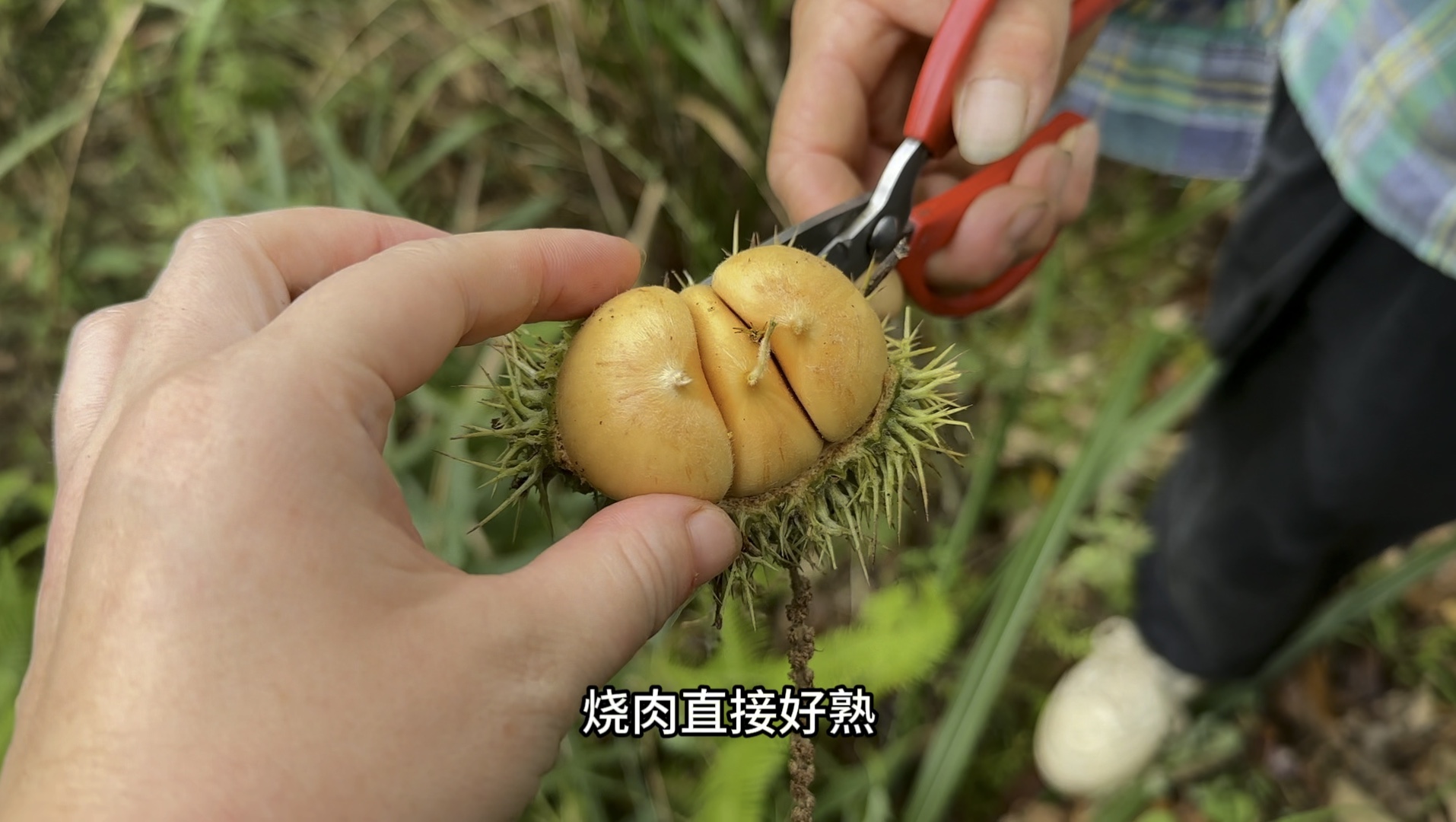 吃板栗的季节到了不用出村打上一筐,没有变黑的嫩板栗又香又糯哔哩哔哩bilibili