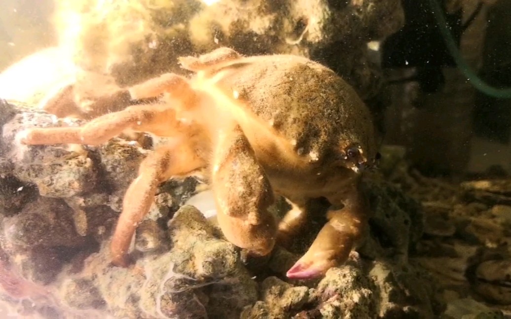 螃蟹蚤状幼体图片