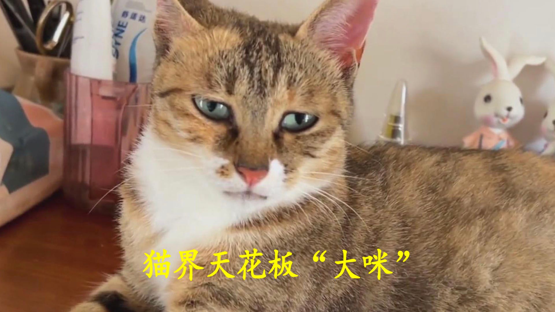 [图]猫界天花板“大咪”