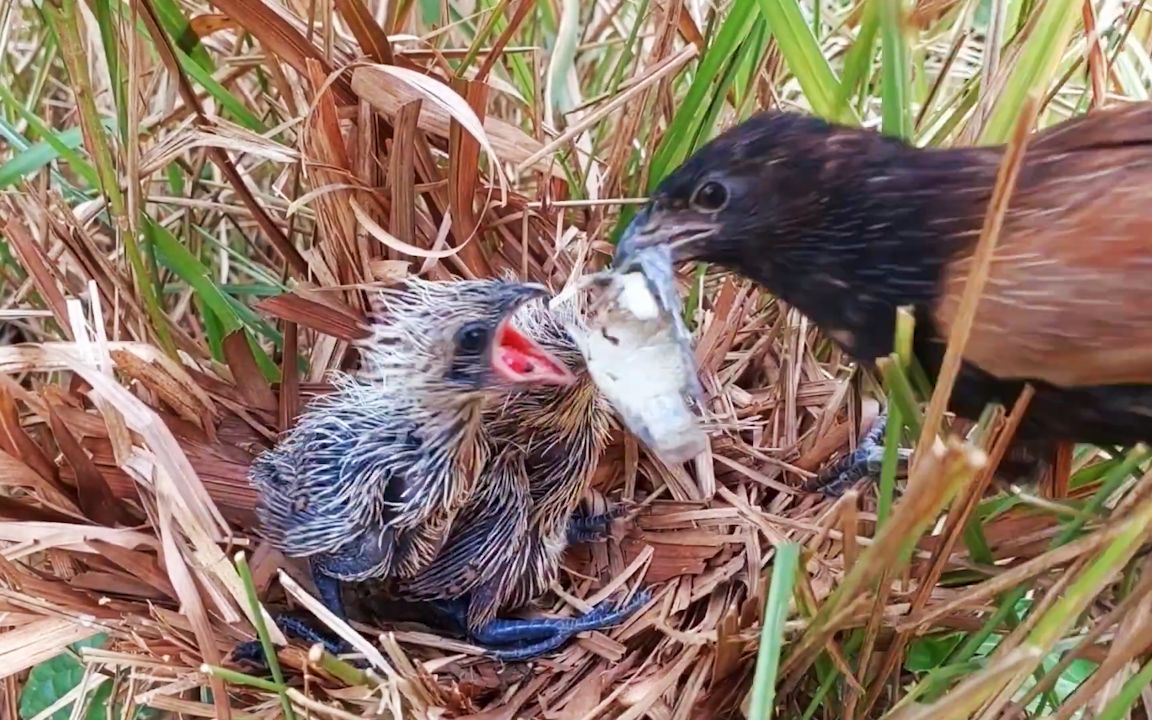 红毛鸡育雏:幼鸟吃鱼块,不料鱼太大咽不下去差点要了小命