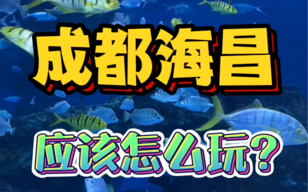 一分钟告诉你!成都海昌极地海洋公园,应该怎么玩?哔哩哔哩bilibili