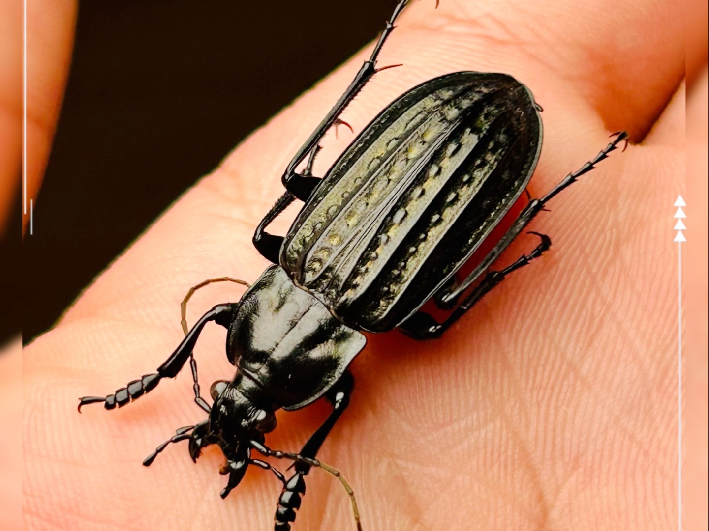 头皮发麻！黑色甲虫出没包头市民家中！到底是啥？