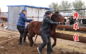 Download Video: 为了给马驹子打一针，林师傅豁出去了！看他怎么降服这匹马！