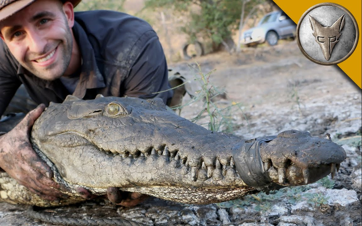 【brave wilderness】下水道里的鳄鱼_哔哩哔哩_bilibili