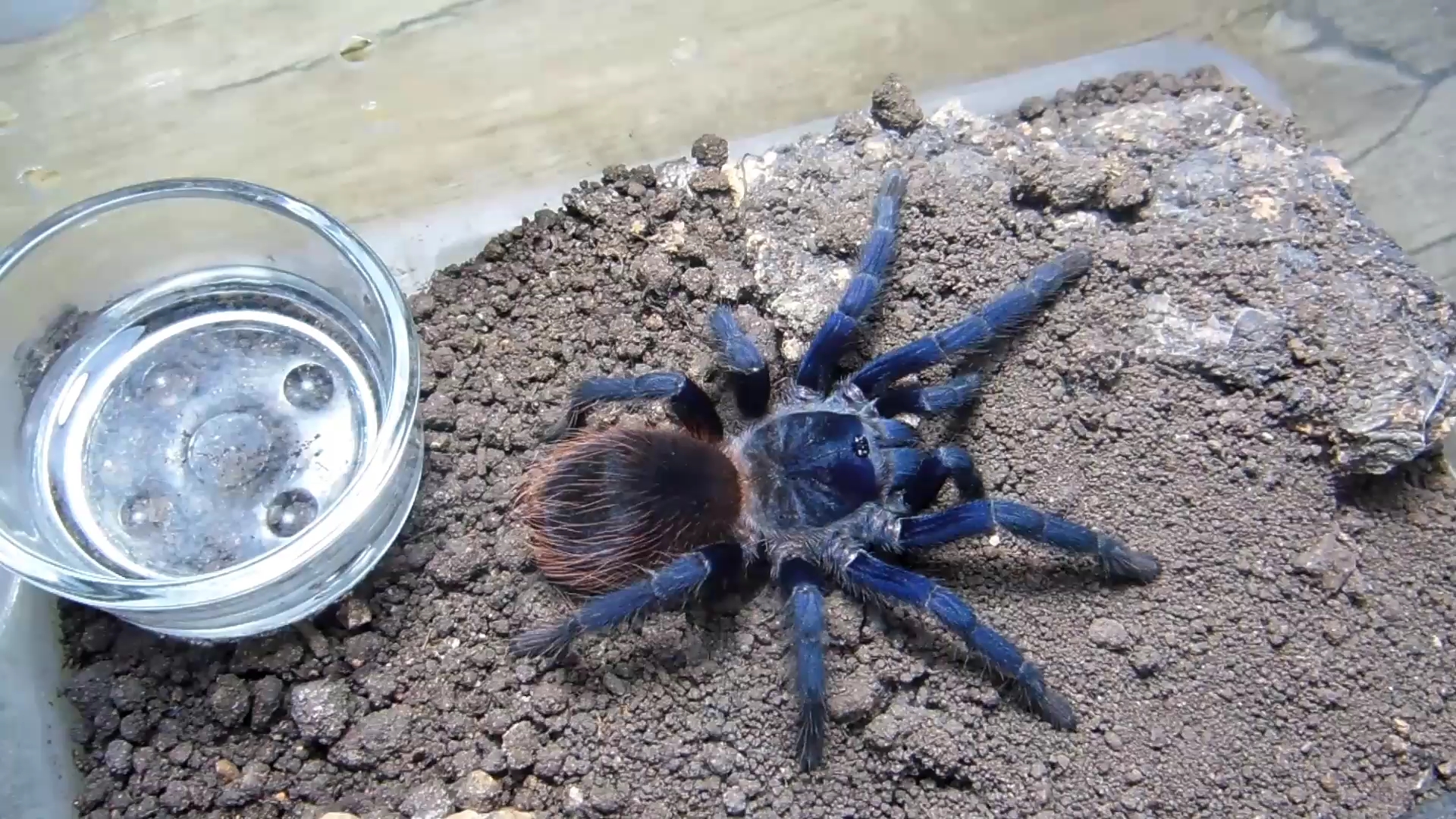 喂食一只通体蓝色的大蜘蛛巴西大蓝捕鸟蛛的喂食