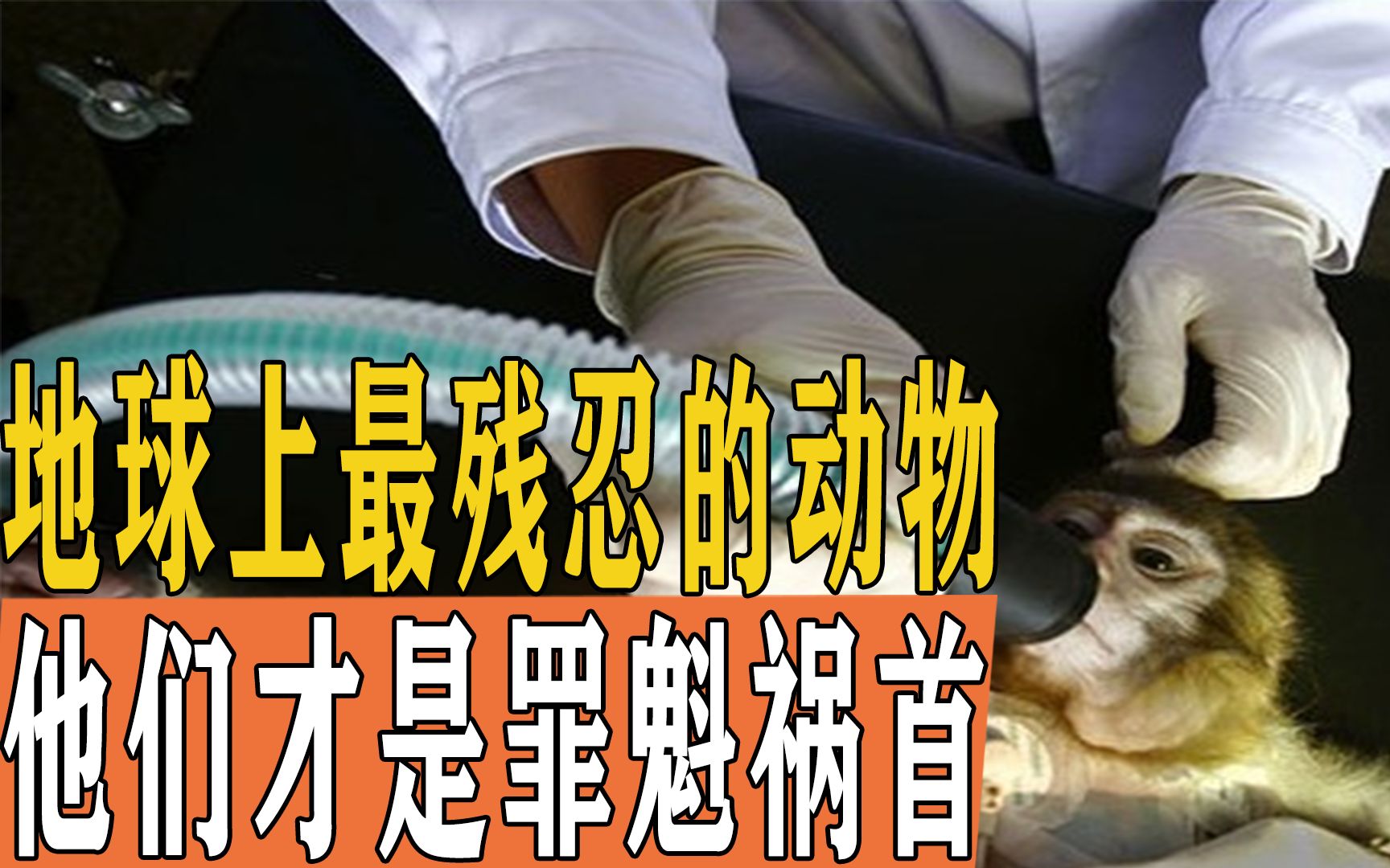 活动作品他们才是地球最残忍的动物看完这些实验之后希望人们怀有敬畏