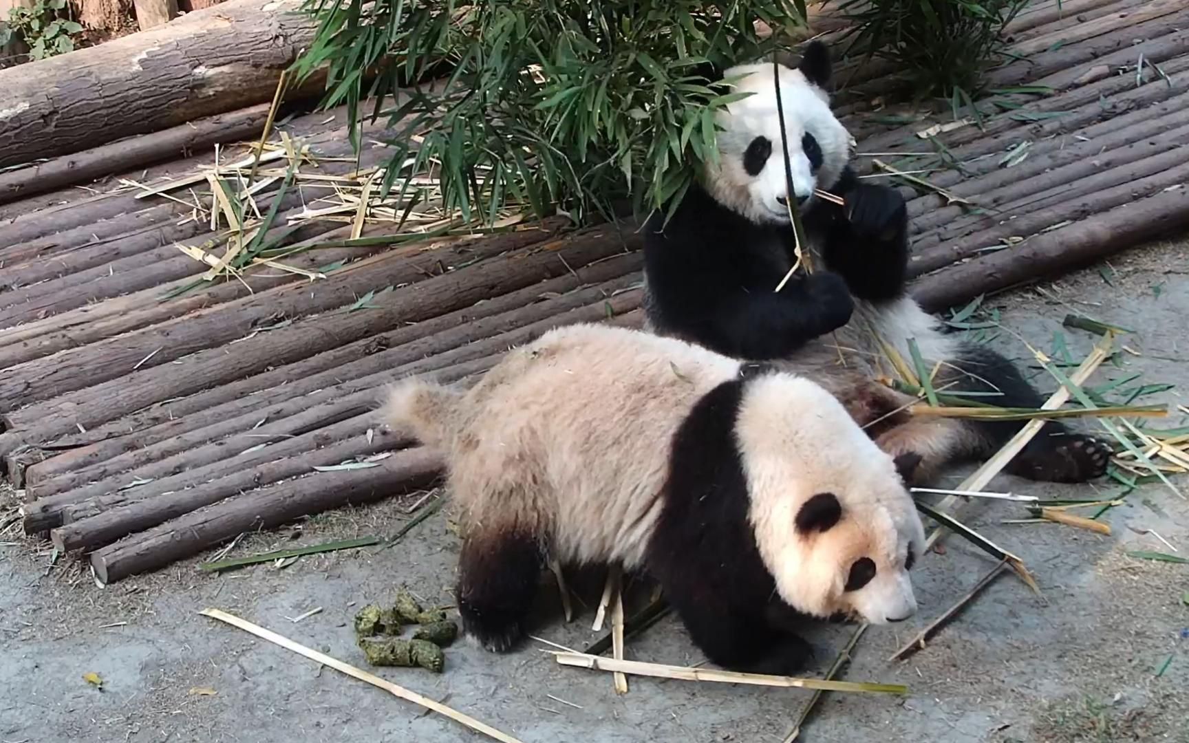 13 花花造一大坨青团,换个位置继续,然后一屁股坐到了青.青.青团上