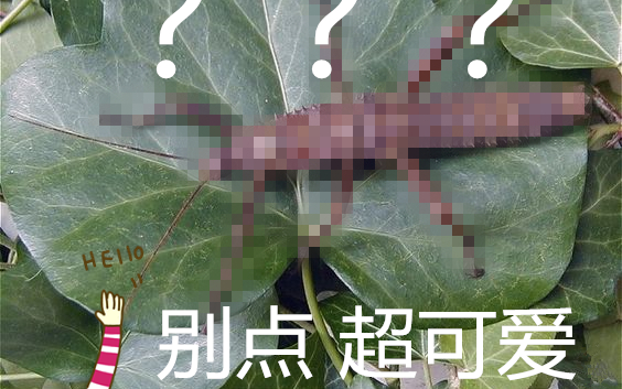 [图]皮实好养还美味！？奇妙的竹节虫新宠