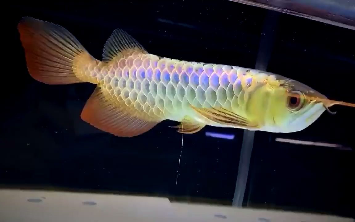 1月5日金龙鱼28厘米满背大鳍大尾2688运费自理