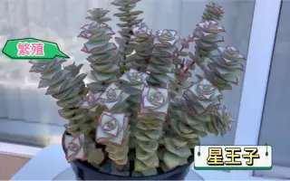 十字星多肉 哔哩哔哩 Bilibili 十字星多肉 哔哩哔哩 Bilibili