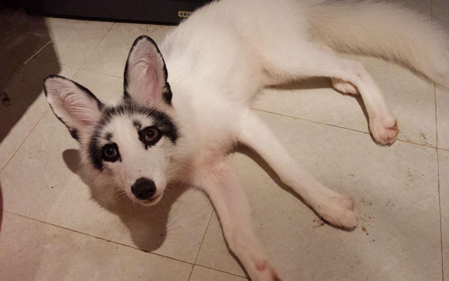 好奇又好吃的狐狸精