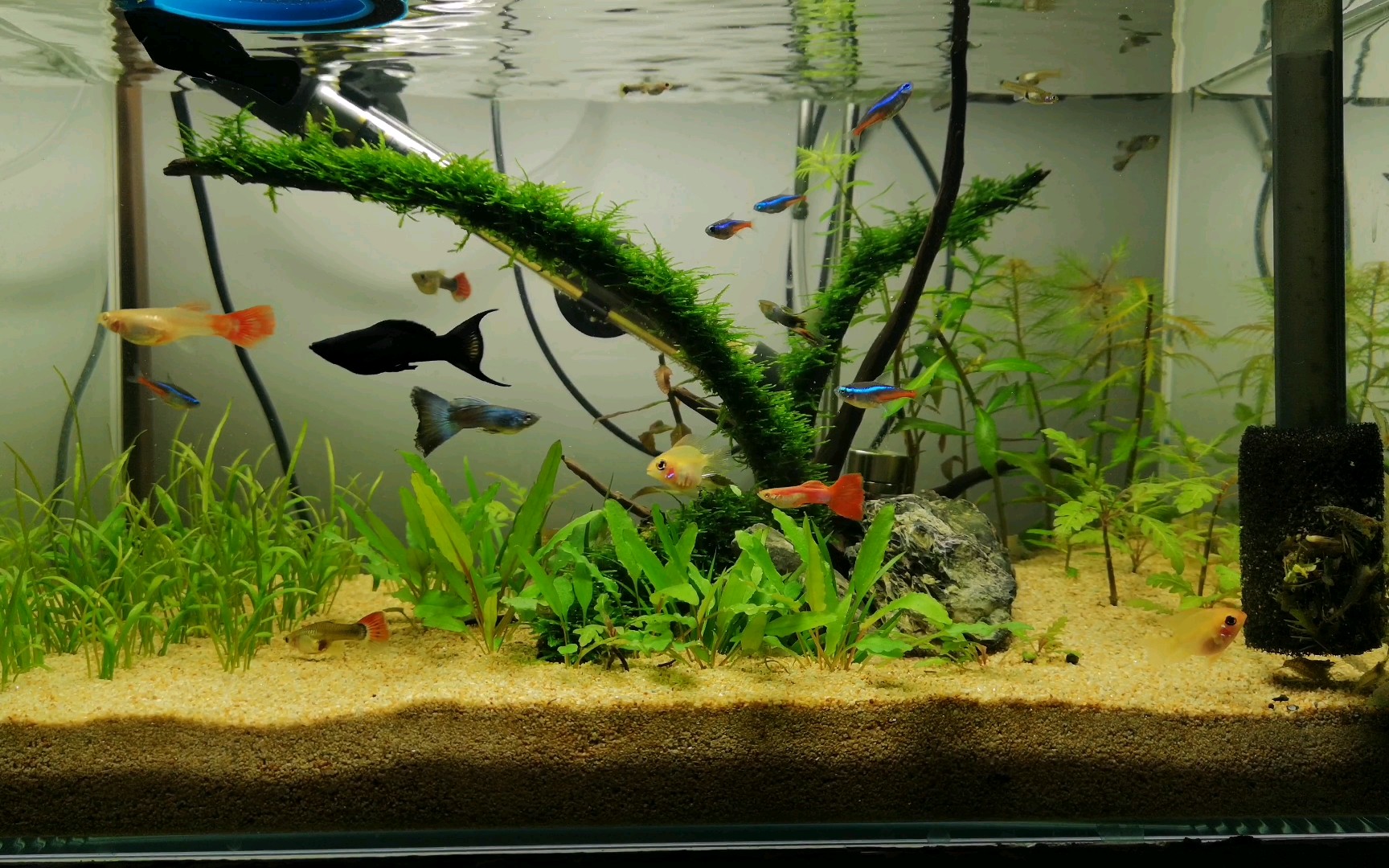 每天最喜欢悠闲的趴在鱼缸前看鱼了 一趴就是一二十分钟_哔哩哔哩 (゜