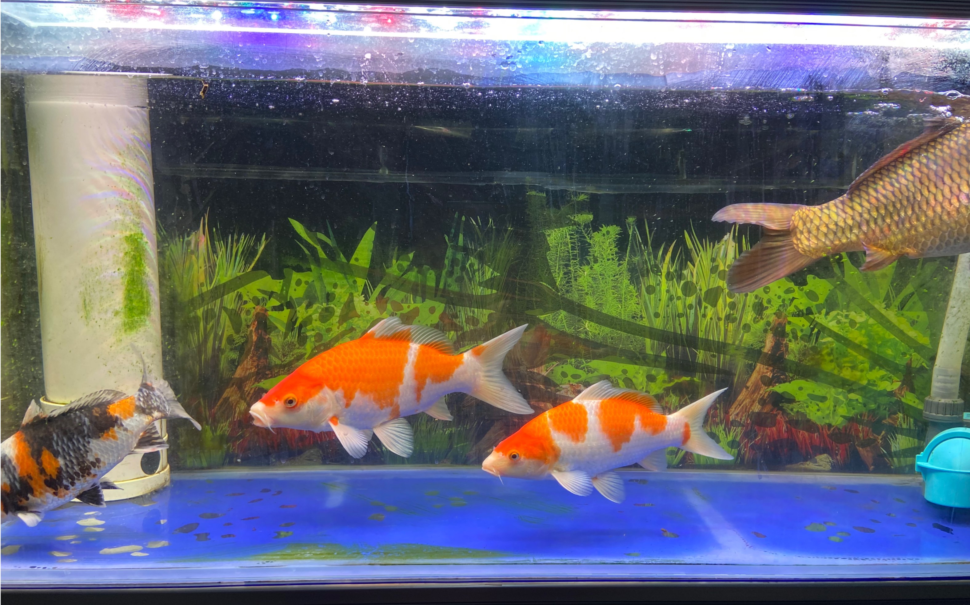 锦猪吃播 — 饲料之争!