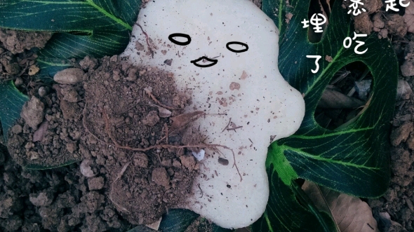 二哈和他的白猫师尊年糕精