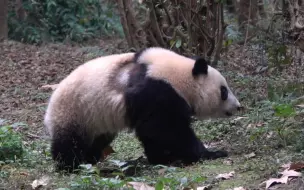 下载视频: 【大熊猫和叶】“大衣”破了又如何，我依旧是这条街最靓的仔