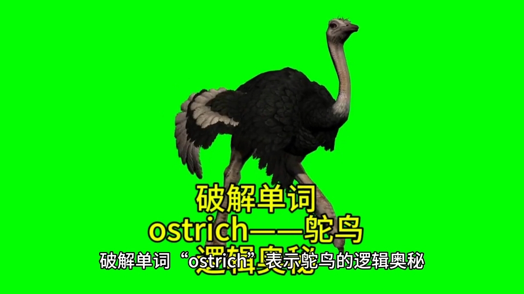 单词“ostrich”就是指跑起来如有三只脚的鸟——鸵鸟哔哩哔哩bilibili