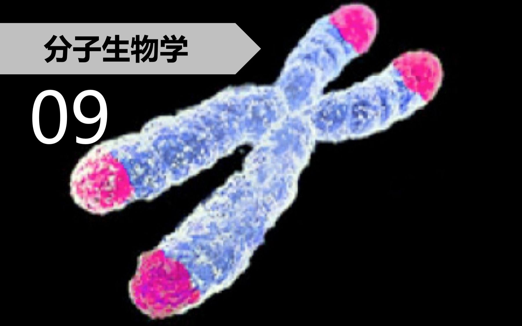 【分子】9.5 真核细胞线性染色体末端复制问题——端粒哔哩哔哩bilibili