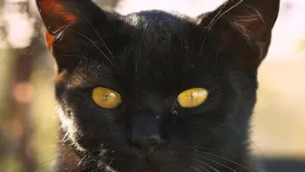 养黑猫好不好 黑猫真的会招邪吗 真相是 哔哩哔哩 Bilibili