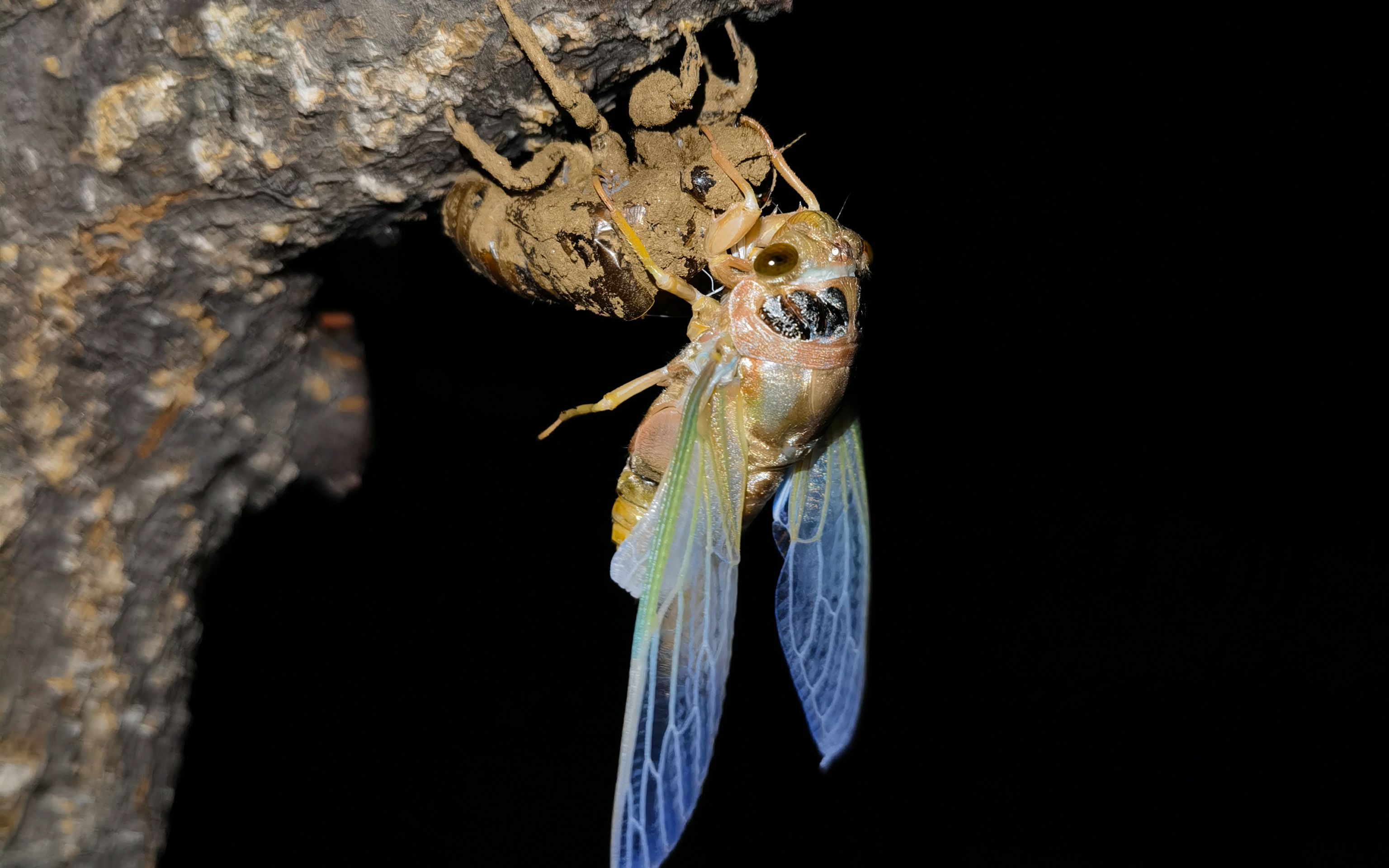 延时摄影——金蝉脱壳,结局跟我想的不太一样