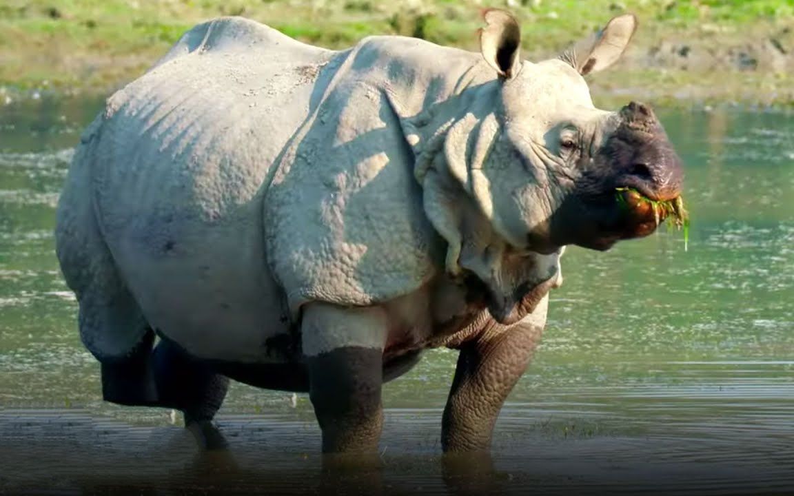 印度犀牛全身披着铠甲,却濒临灭绝
