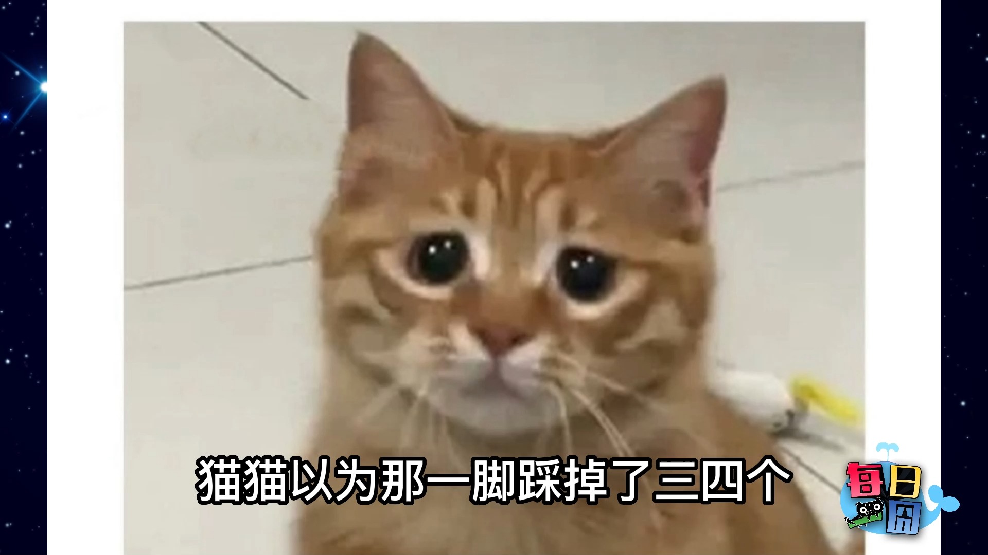 【每日一囧】分享一只善良的笨蛋猫猫~ |猫猫村长哔哩哔哩bilibili