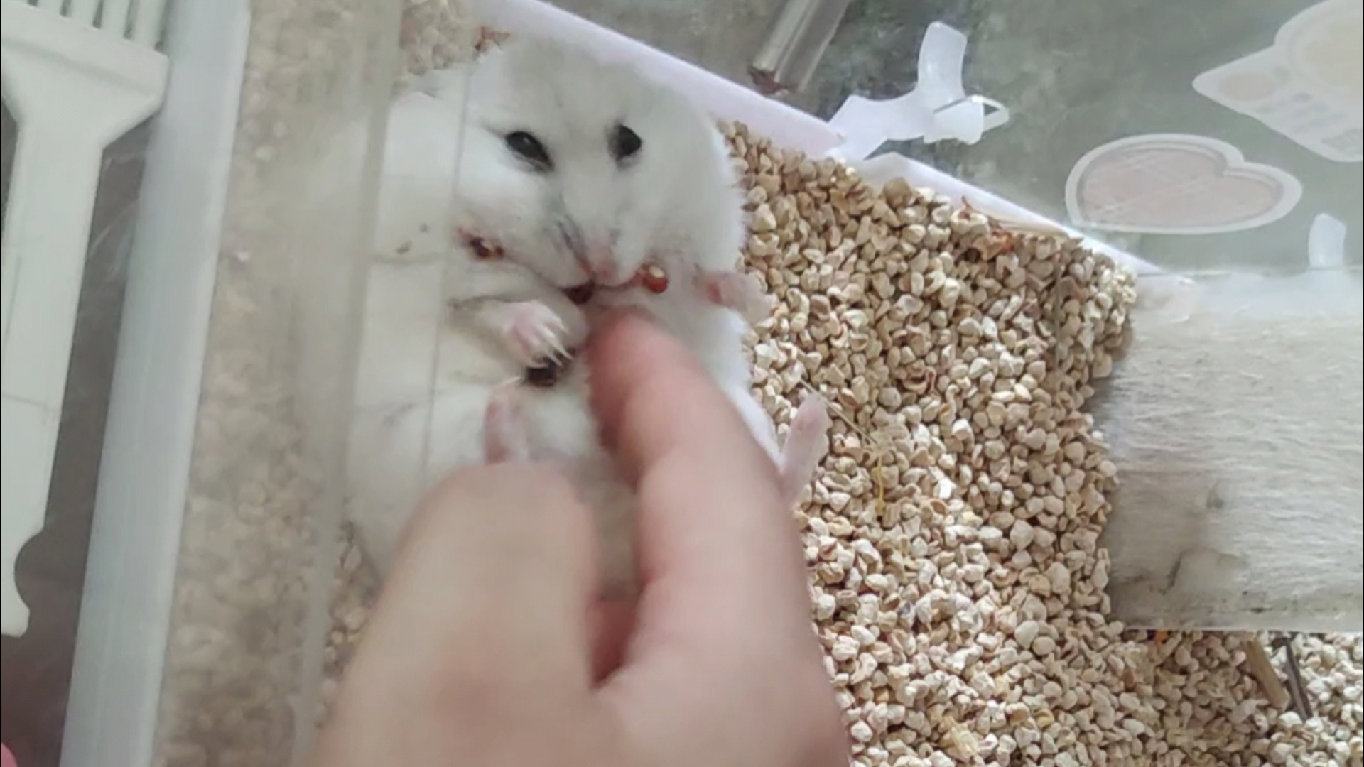 小白鼠95,吃饭饭,躺平平