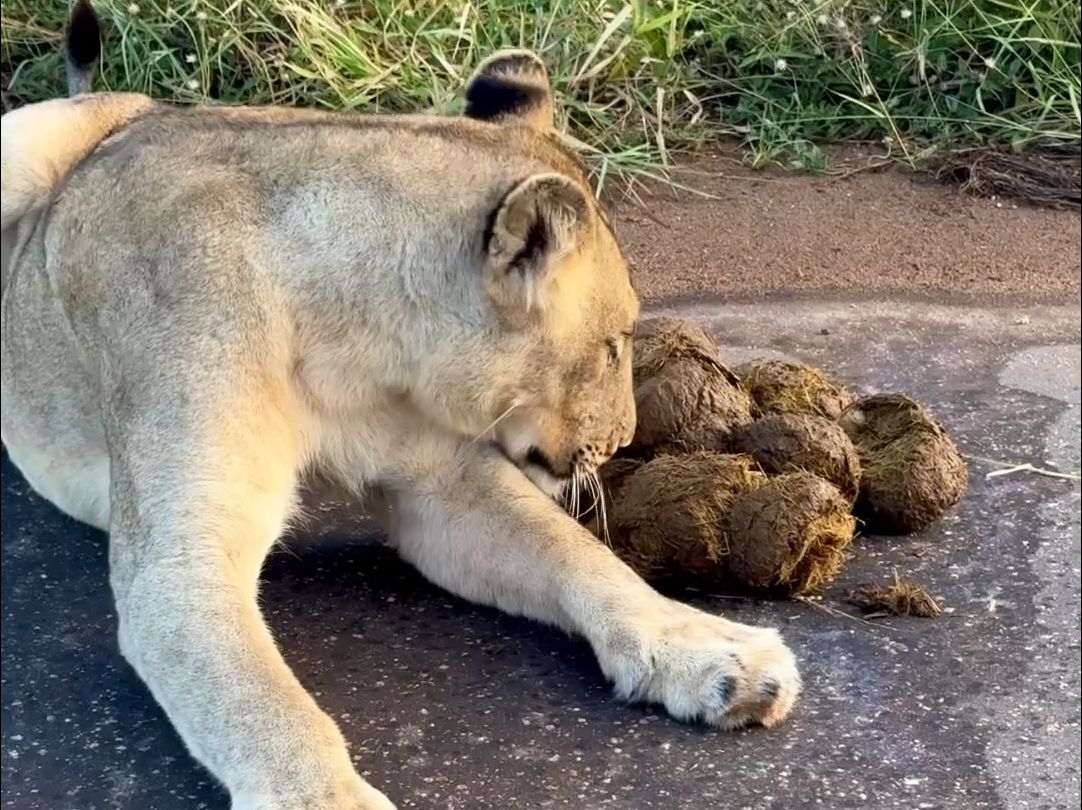 大象粪便——狮子的猫薄荷