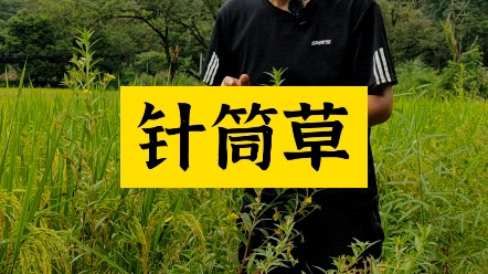 针筒草也叫假芝麻,是一种蛇药!哔哩哔哩bilibili