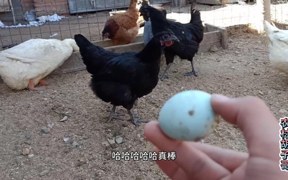 自己孵化的五黑鸡终于下蛋了终于得到回报了太高兴了
