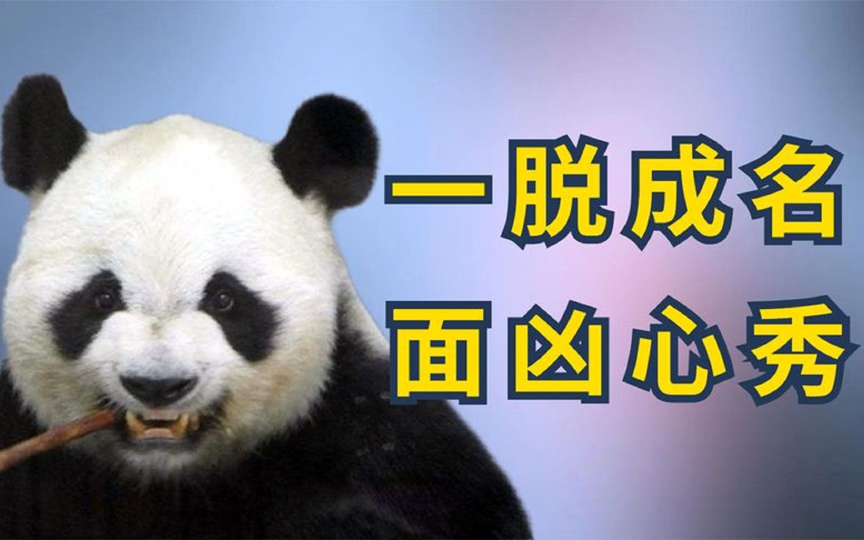 谁养的熊猫像谁,大熊猫缘小凶神恶煞,围观打架遭误伤被扒光毛裤