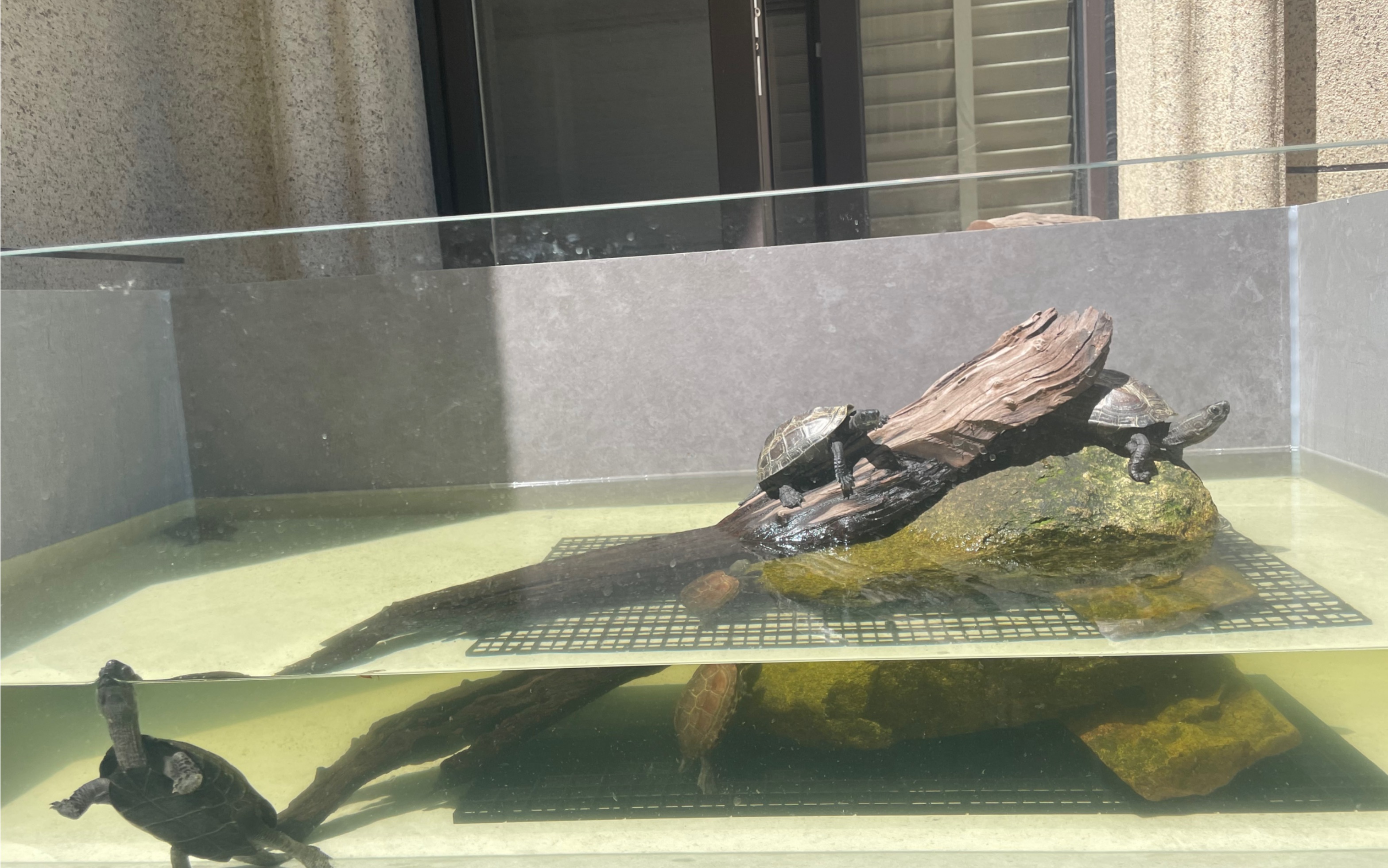 新粘的室外瓷砖缸效果还不错